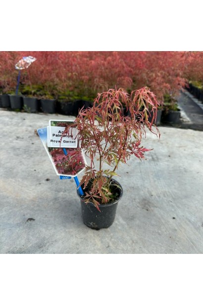 Клен червоний Роял Гарнет саджанець в контейнері